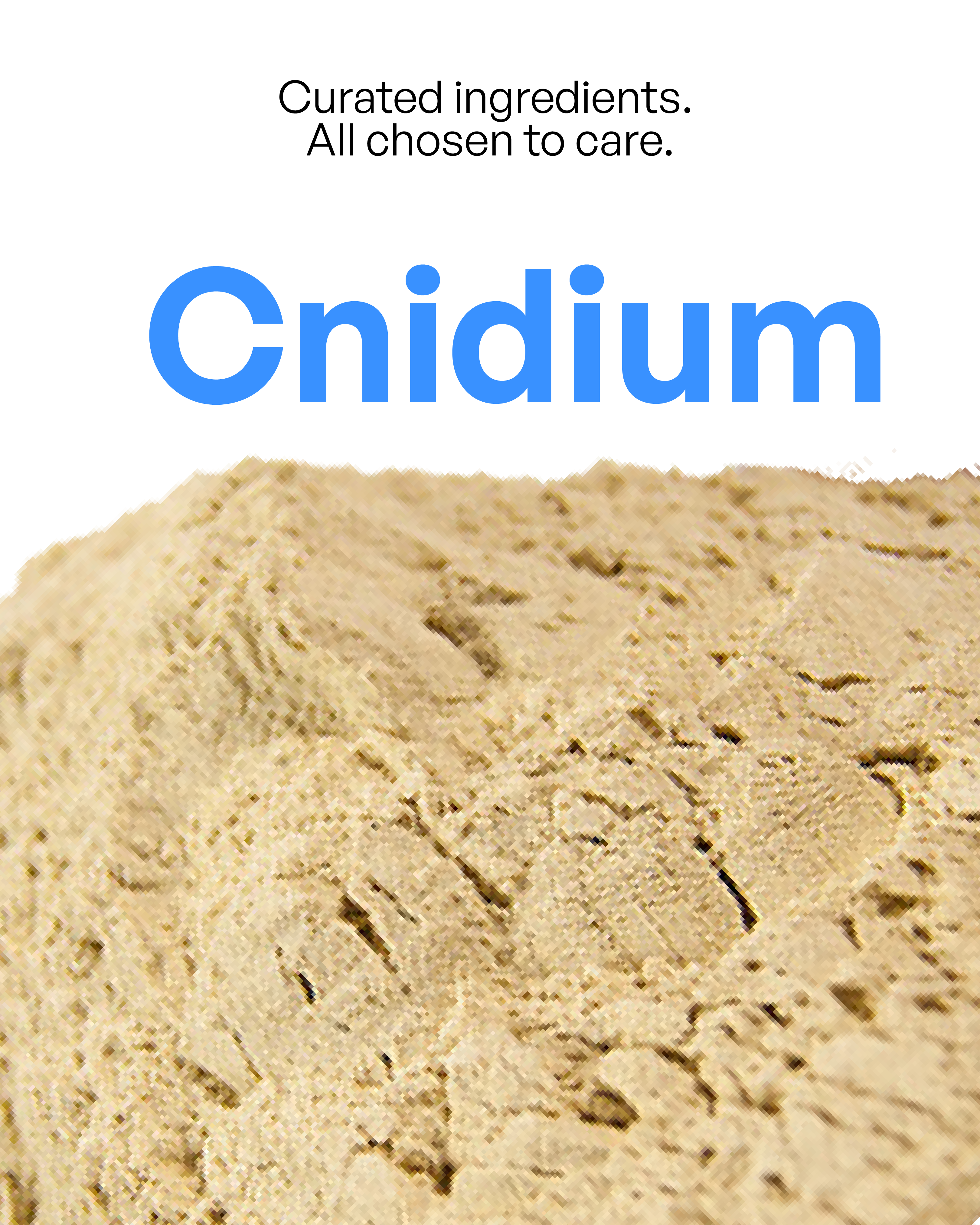 Cnidium Officinale Root Extract (Cnidium)